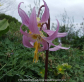 Erythronium revolutum 2010-4