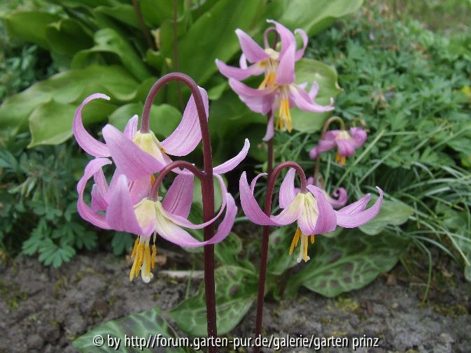 Erythronium revolutum (close-up) 2010-4