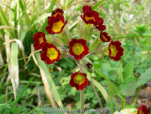 Primula veris Rote Form 4