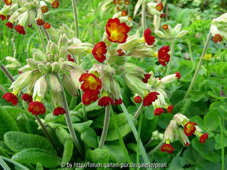 Primula veris Rote Form 3