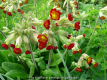 Primula veris Rote Form 3