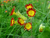 Primula veris Rote Form 2