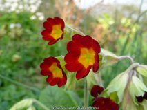 Primula veris Rote Form 1a