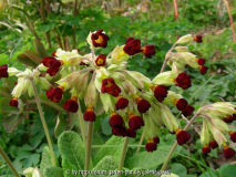 Primula veris Rote Form 5