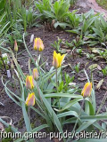 Tulipa Kolpakowskiana