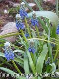 Muscari aucheri 'Moint Hood'