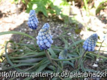 Muscari 'Valerie Finnis'