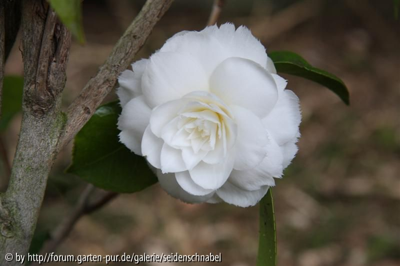 Fimbriata 20.04.2010