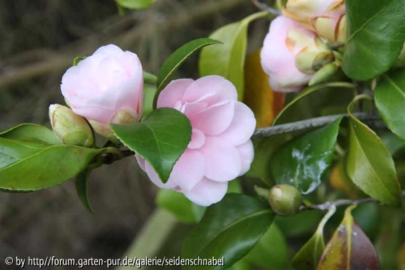Peach Blossom 20_04_2010