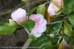 Peach Blossom 20_04_2010