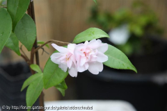 Tiny Princess 20_04_2010