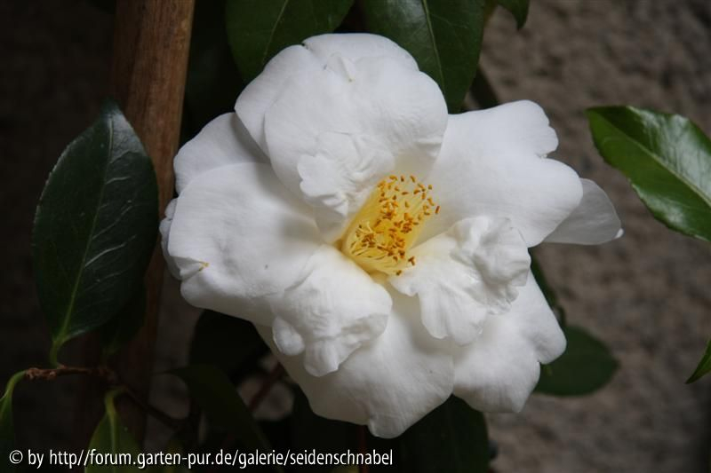 White Nun 20_04_2010