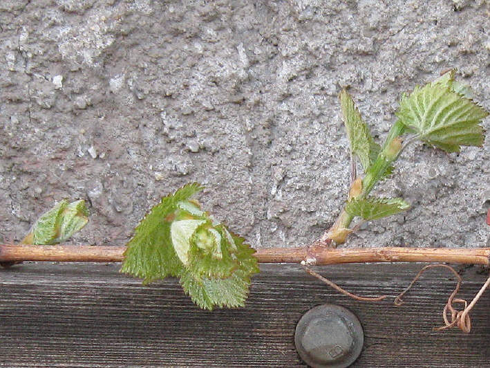 Gunnesch 20.04.2010