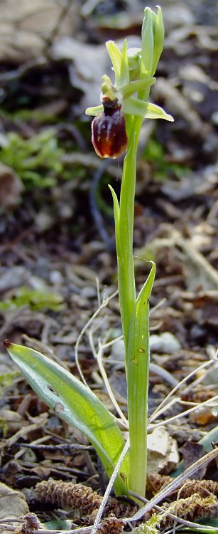 Ophrys sphegodes