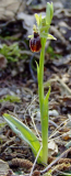 Ophrys sphegodes