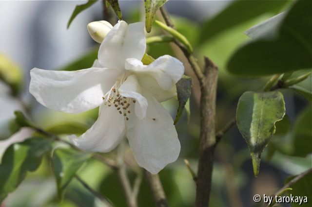 C.euryoides alt