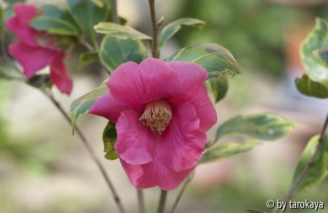 C.chinensis variegata10