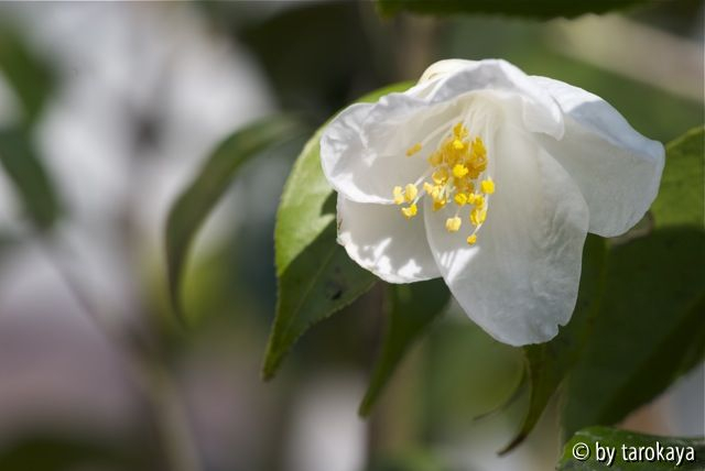 C.euryoides jung