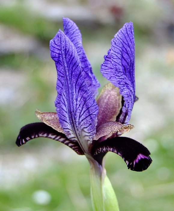 Iris paradoxa