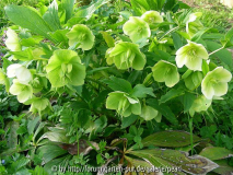 Helleborus orientlais grün gelb weiß grü
