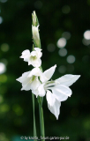 Gladiolus imbricatus var. albus