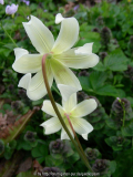 ERythronium californicum White Beauty