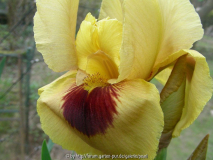 Arilbred Surpassing Yellow
