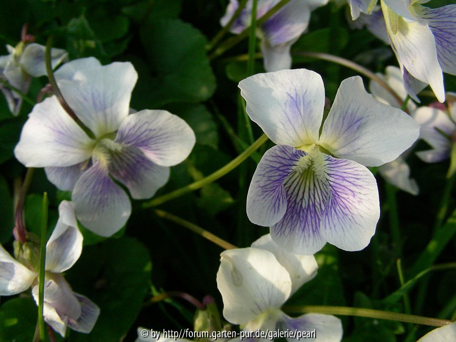 Viola sororia fo priceana Confederate Violet