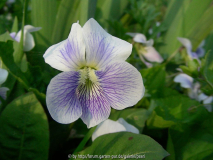 Viola sororia fo priceana Confederate Violet einz