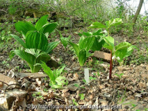Veratrum nigrum und Trillium cernuum