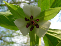 Trillium cernuum