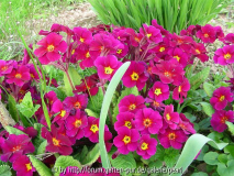 Primula Polyanthus Magenta
