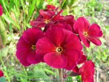 Primula Cowichan rot 3