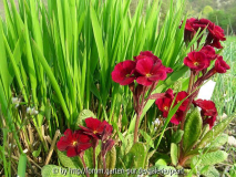Primula Cowichan rot 2