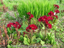 Primula Cowichan rot 1