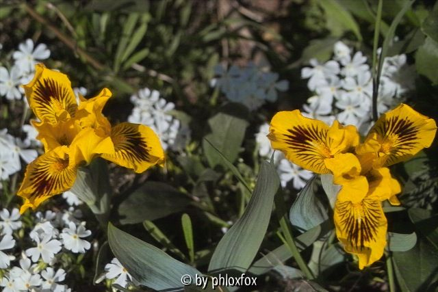 Eyebright