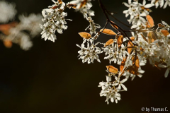 Amelanchier im Gegenlischt - Detail