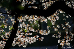 Amelanchier im Gegenlischt