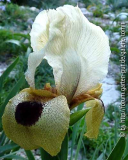 Iris seedling.jpg