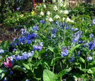 Mertensia virginica