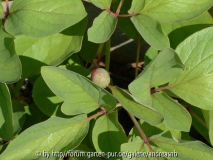 Paeonia-wittmanniana_GP-Bertold