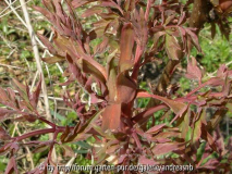 Paeonia-rockii