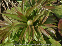 Paeonia-peregrina