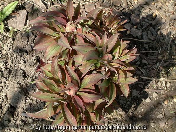 Paeonia-mascula-subsp-triternata