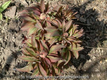 Paeonia-mascula-subsp-triternata