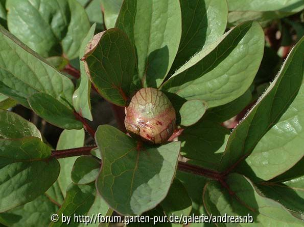 Paeonia-mascula