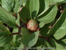 Paeonia-mascula