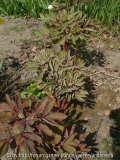 Paeonia-mlokosewitschii