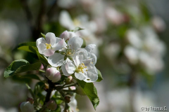 Aprilfarben 6