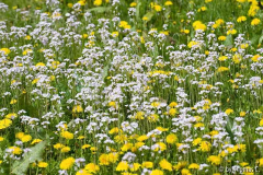 Aprilfarben 1